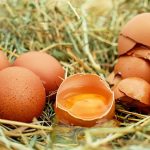 Eier