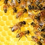 Honig Bienen