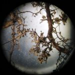 Trüffel im Mikroskop
