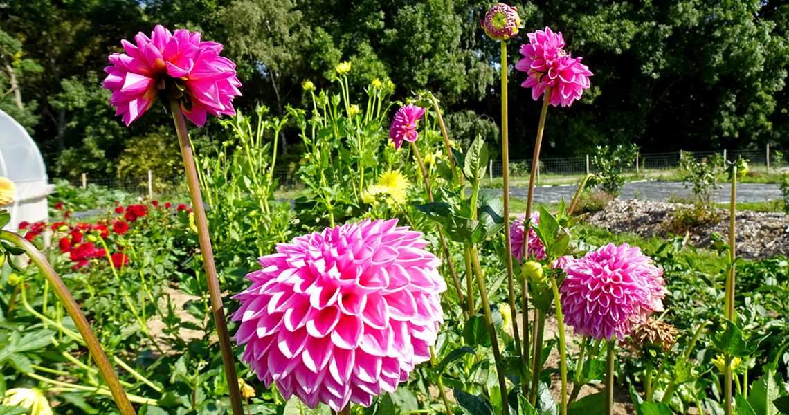 Dahlien