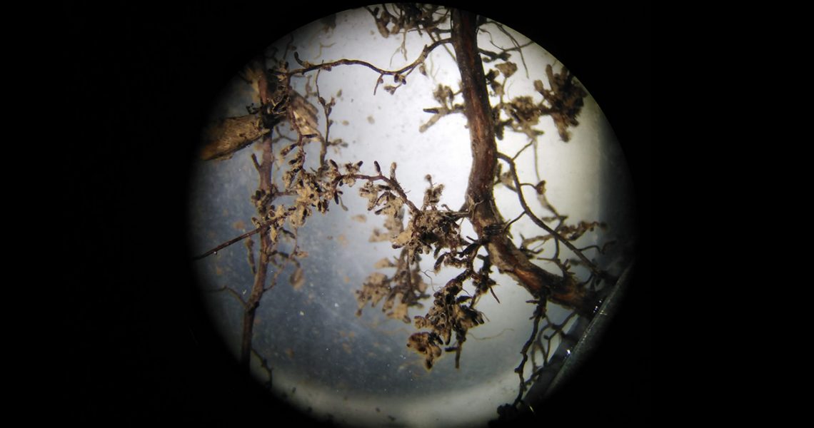Trüffel im Mikroskop