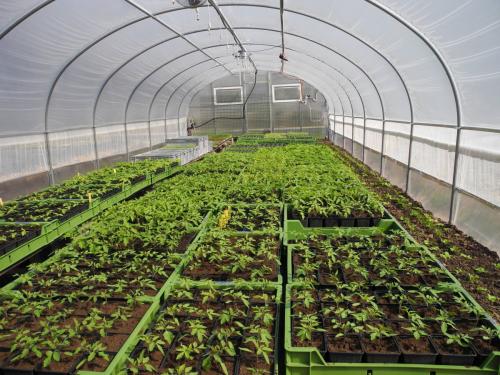 Tomatenpflanzen