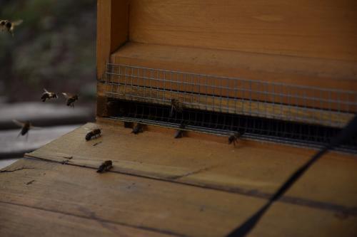 Fleißige Bienen