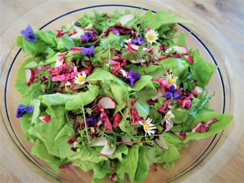 Wildkräutersalat 