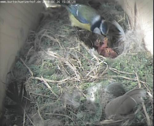 Blaumeise mit Jungen 