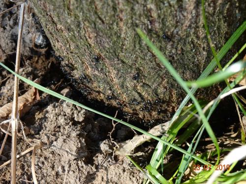 Ameisen am Baum 