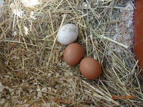 Eier im Gelege
