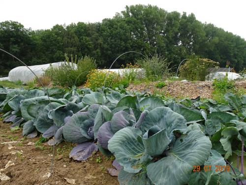 Rotkohl im Feld