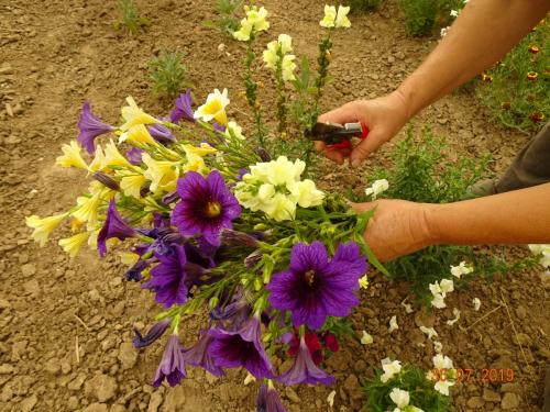 Blumen für die Deko im Hofladen