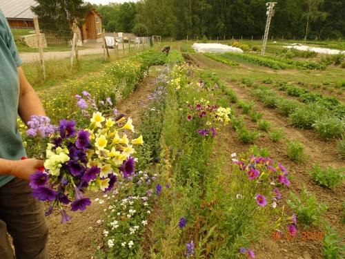 Blumen für die Deko im Hofladen