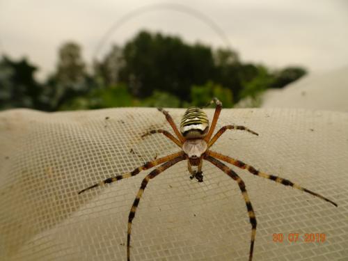 Wespenspinne - auch Zebraspinne genannt