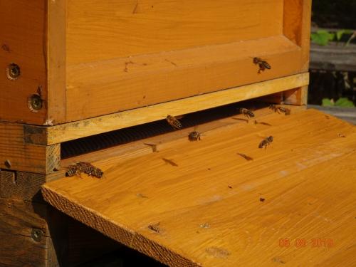 Unsere Bienchen sind wieder fleißig
