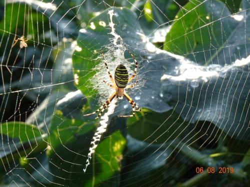Wespenspinne - auch Zebraspinne genannt