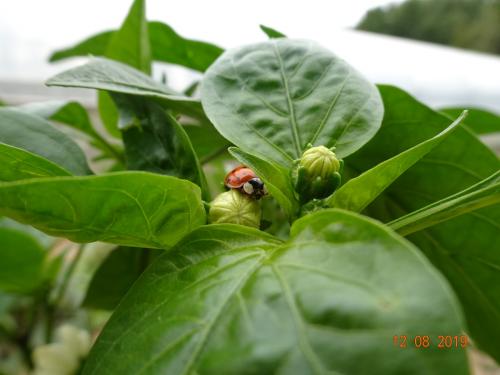 Marienkäfer in Paprika