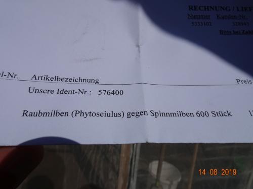 Raubmilben gegen Spinnmilben