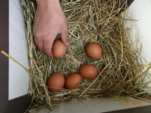 Eier-Ernte