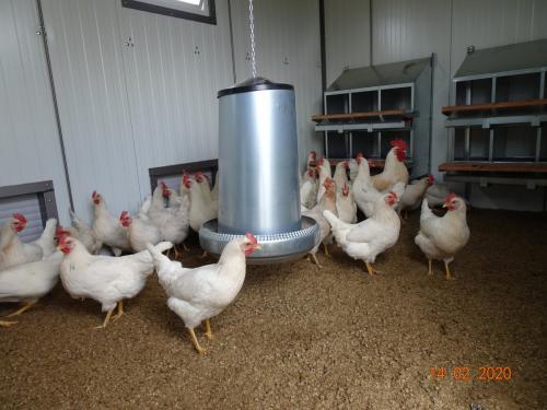 Unsere neuen Hühner im neuen Wagen