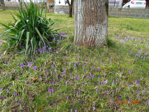Frühlingsblüher sind schon da