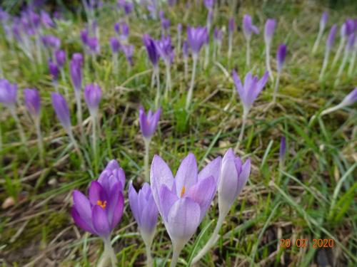 Frühlingsblüher sind schon da