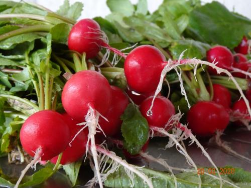 die ersten Radieschen