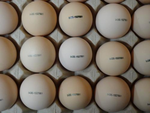  erste Eier gestempelt