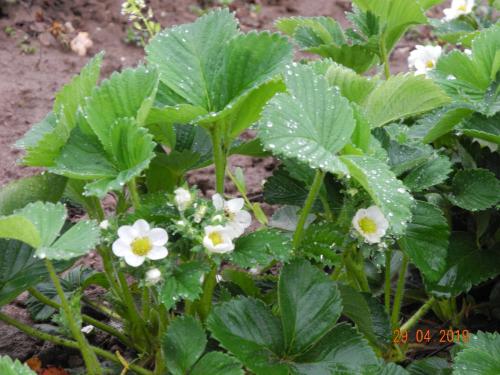 Die Erdbeeren wachsen