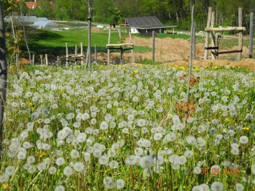 Blumenwiese