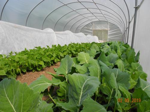 Gemüseproduktion in vollem Gange