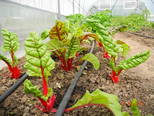 Vielfalt an Pflanzen, Kräutern, Obst und Gemüse
