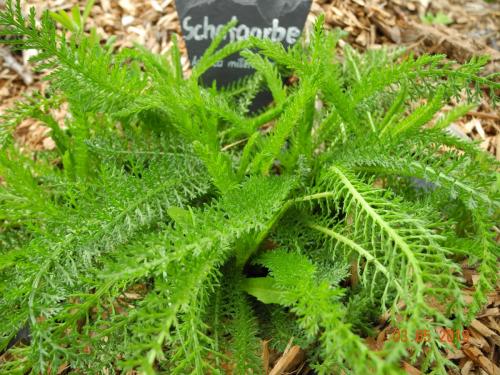 Schafgarbe