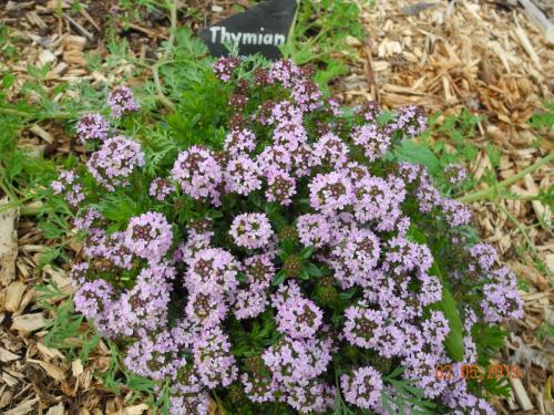 Thymian