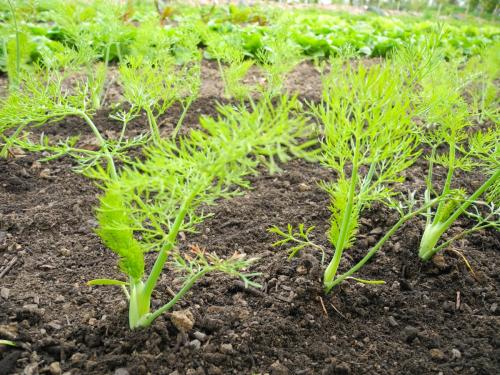 Fenchel