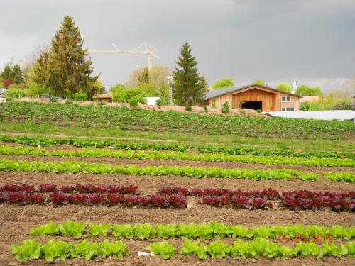 Vielfalt an Pflanzen, Kräutern, Obst und Gemüse