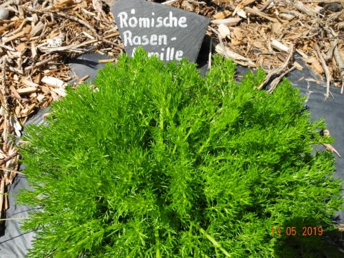 Römische Rasenkamille