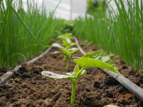 Vielfalt an Pflanzen, Kräutern, Obst und Gemüse