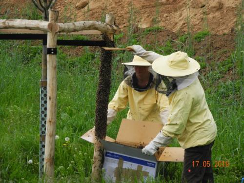 Bienenschwarm einfangen