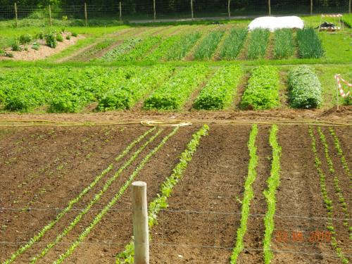 Vielfalt an Pflanzen, Kräutern, Obst und Gemüse