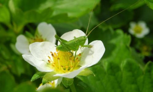 Grashüpfer