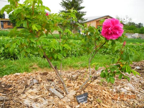 Vielfalt an Pflanzen, Kräutern, Obst und Gemüse