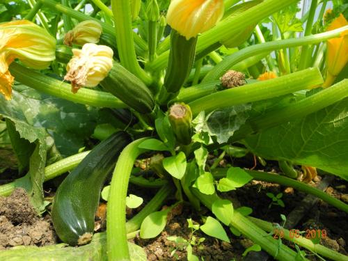 Zucchini wachsen