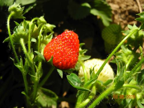 Bald sind die Erdbeeren reif