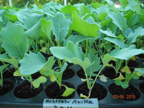 Kohlrabi