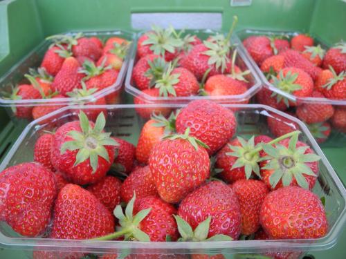Ernte von Erdbeeren