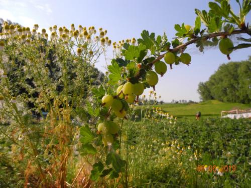 Stachelbeeren