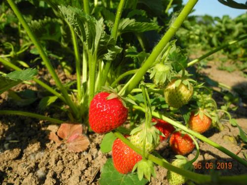 Die Erdbeeren reifen