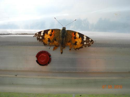 Schmetterling im Einsatz