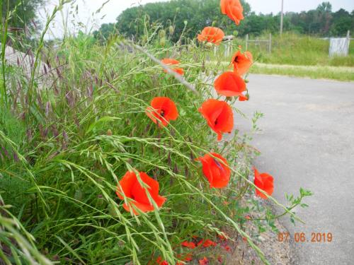 Wildblumen für die Bienen