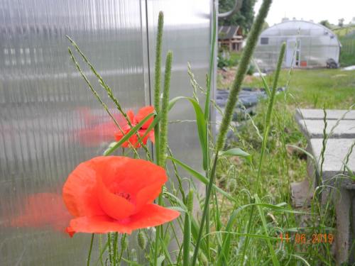 Wildblumen für die Bienen