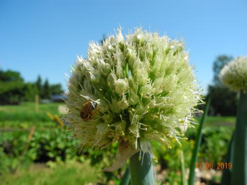 Lebensraum für Bienen