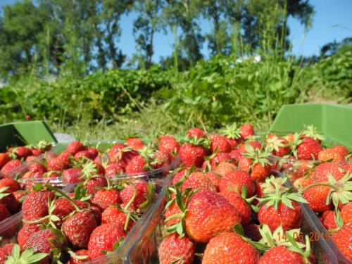 Erdbeer-Ernte